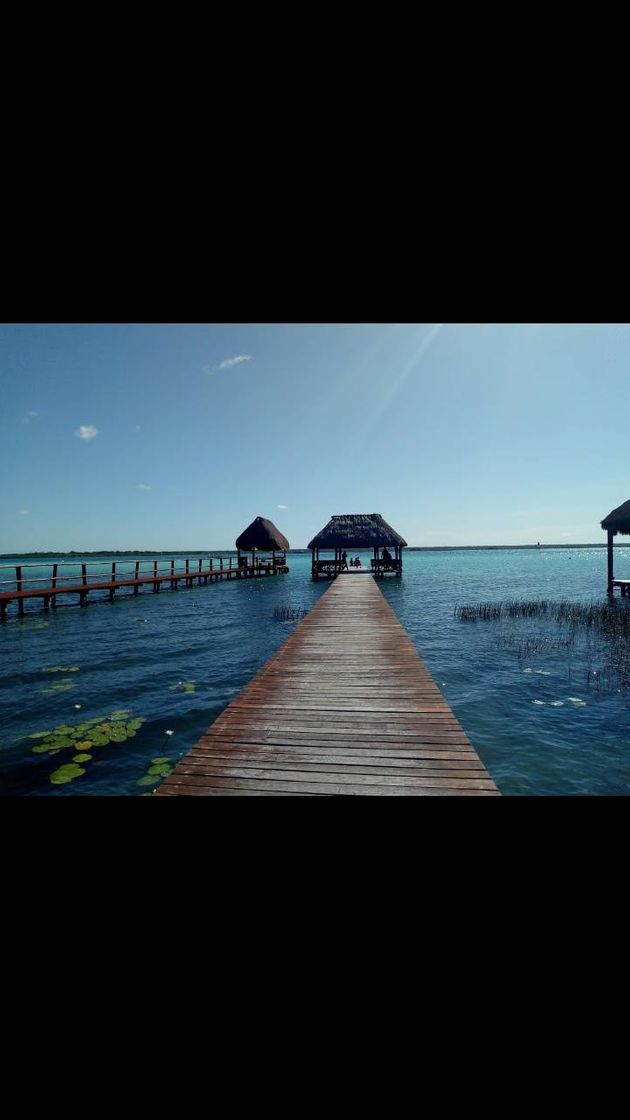 Lugar Isla de los Pájaros "Santuario de aves" Bacalar