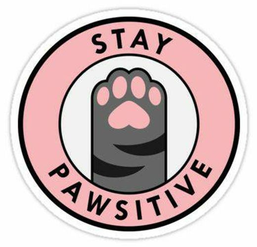 Stay pawsitive😼✨❤️