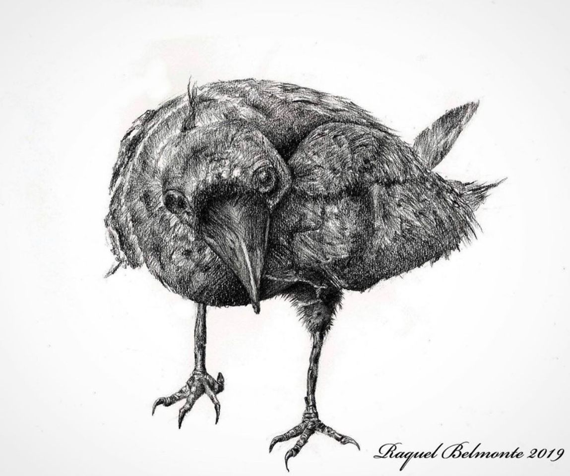 Social Representação de Animais/ Representation of Animals