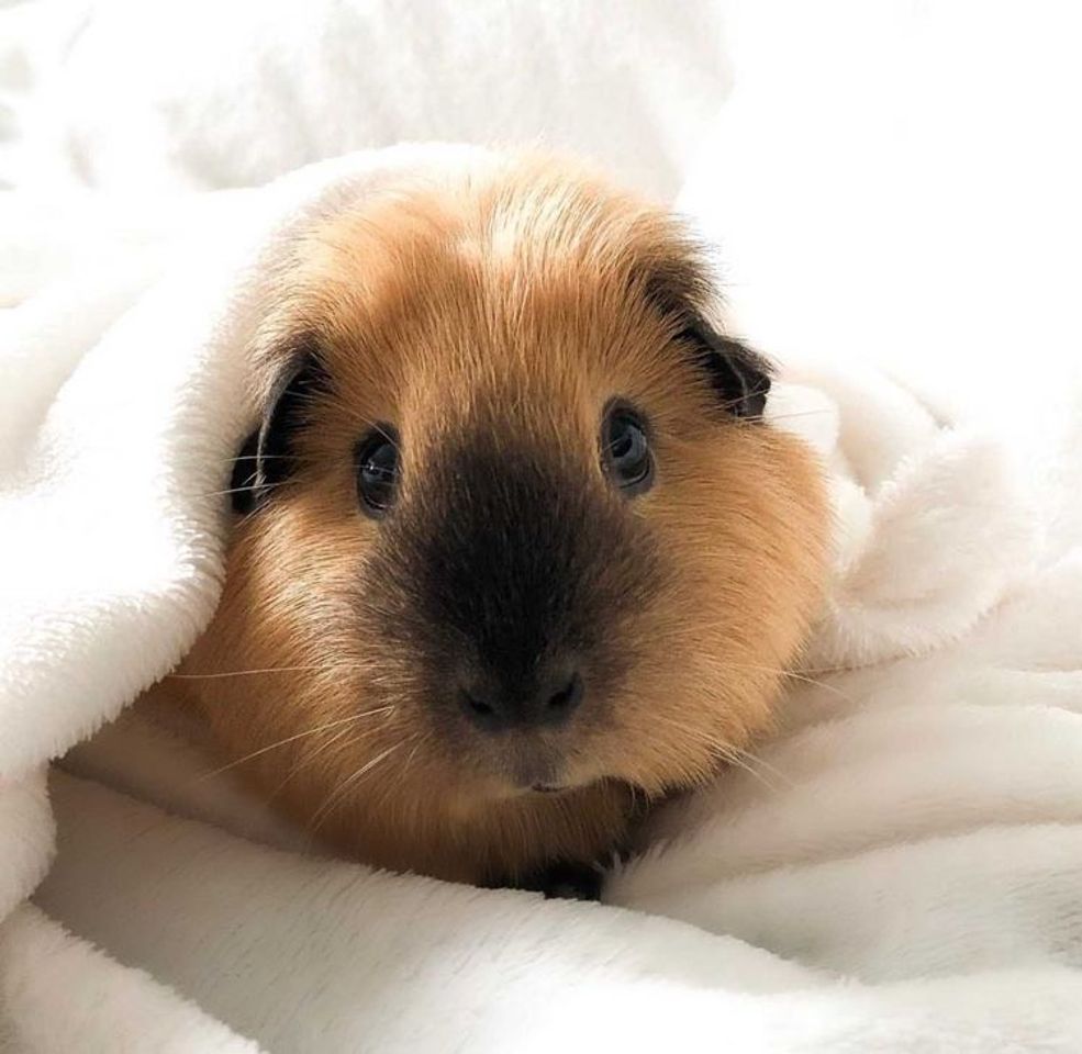🐹