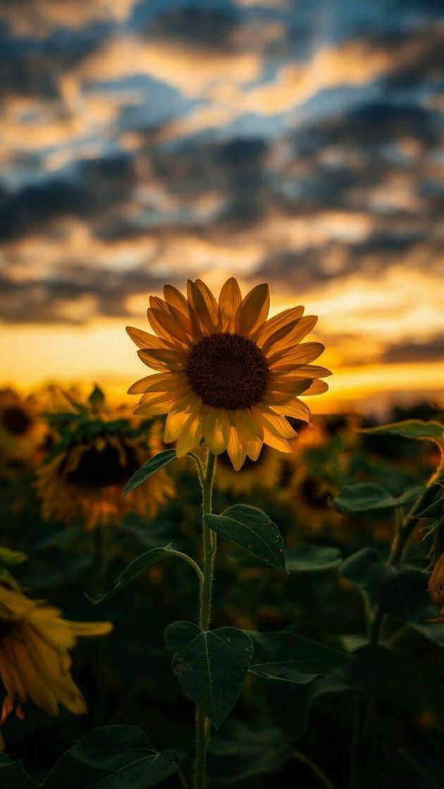 Moda Girasol saudades que tenho de ir no campo para te pegar 🌳🌻