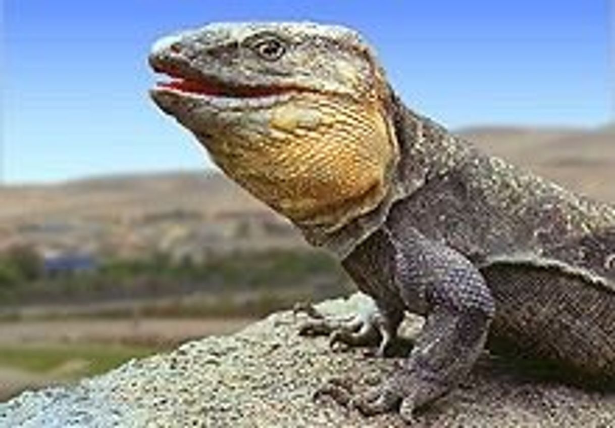 Fashion Lagarto Gigante la Isla de el Hierro