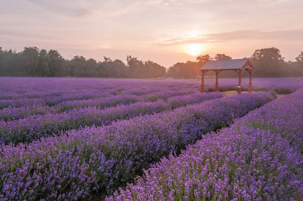 Place Mayfield Lavender Plant Nursery & Gift Shop