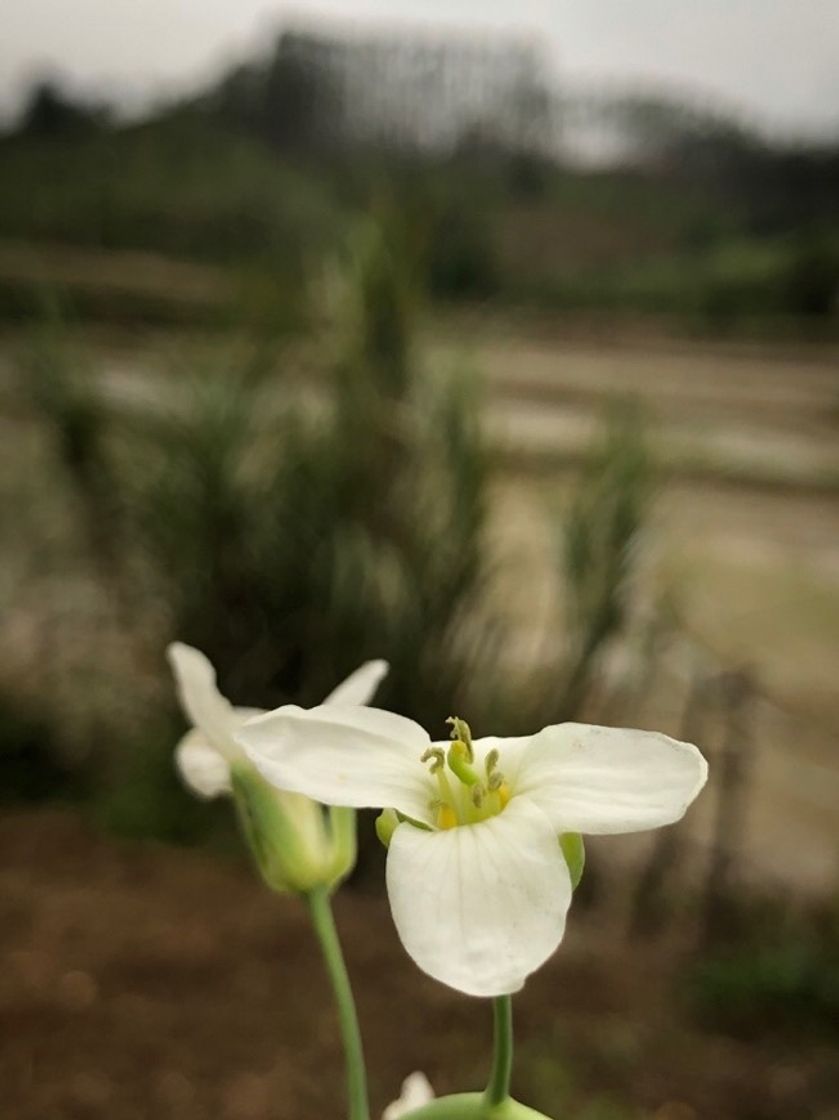 Moda Flor