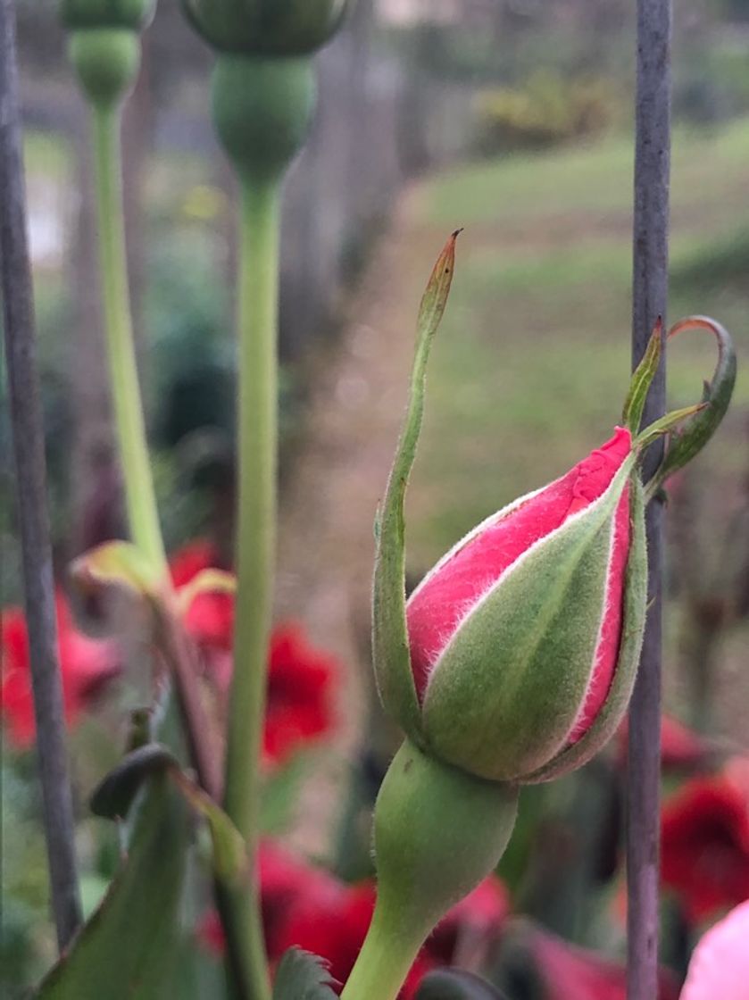 Moda Botão de rosa 