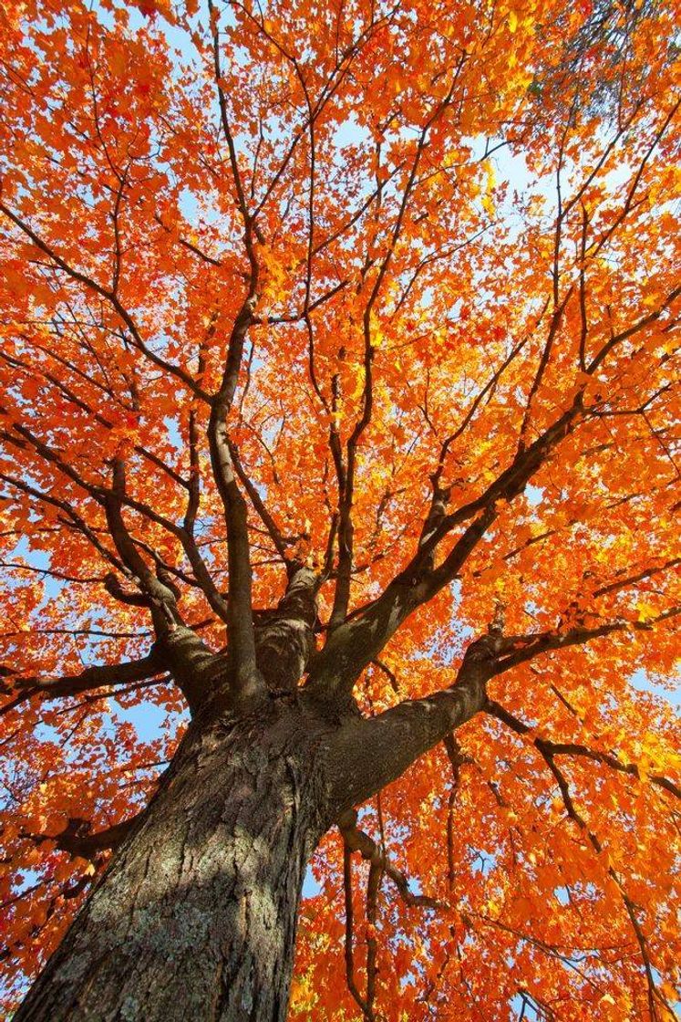 Moda Wallpaper orange tree 🧡