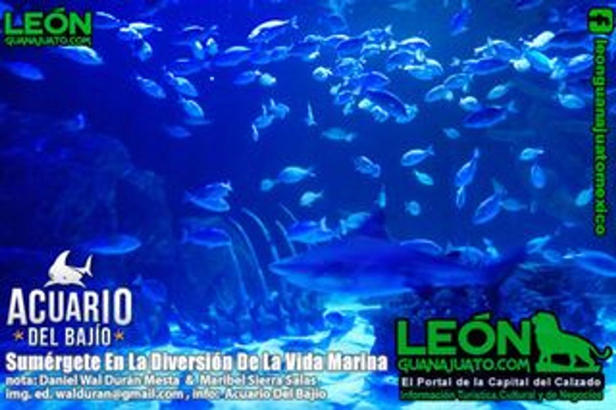 Places ACUARIO PLAZA ALTACIA