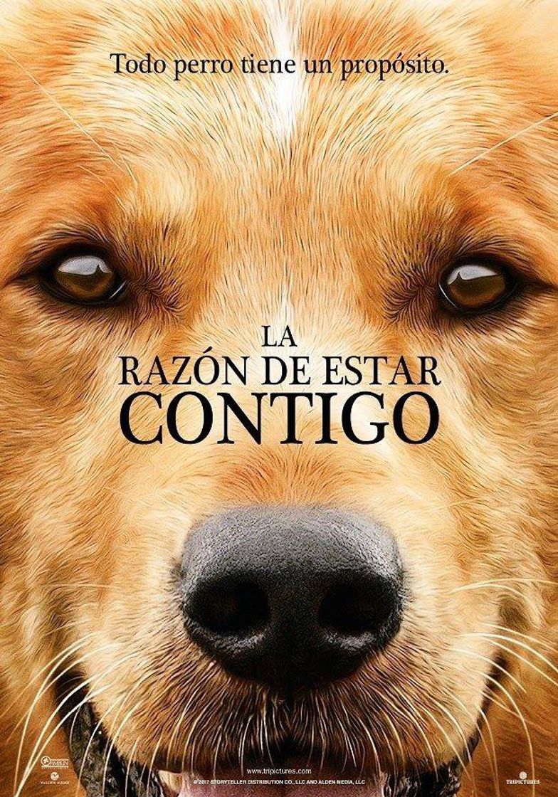 Películas La Razón De Estar contigo 