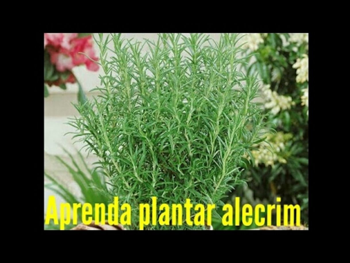 Moda COMO PLANTAR ALECRIM - YouTube