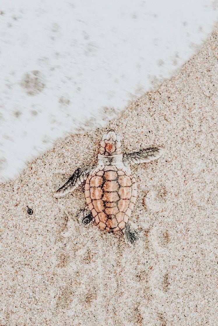 Social Tartaruga 🐢