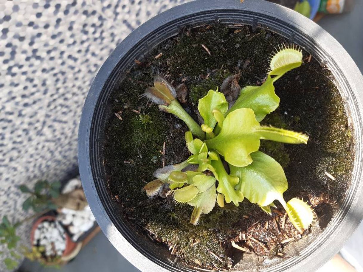 Producto Dionaea