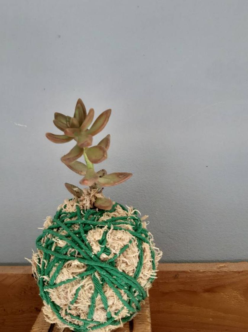 Product Kokedama - Kokedama Spatiphyllium - Altura aprox. 35cm. - Planta viva -