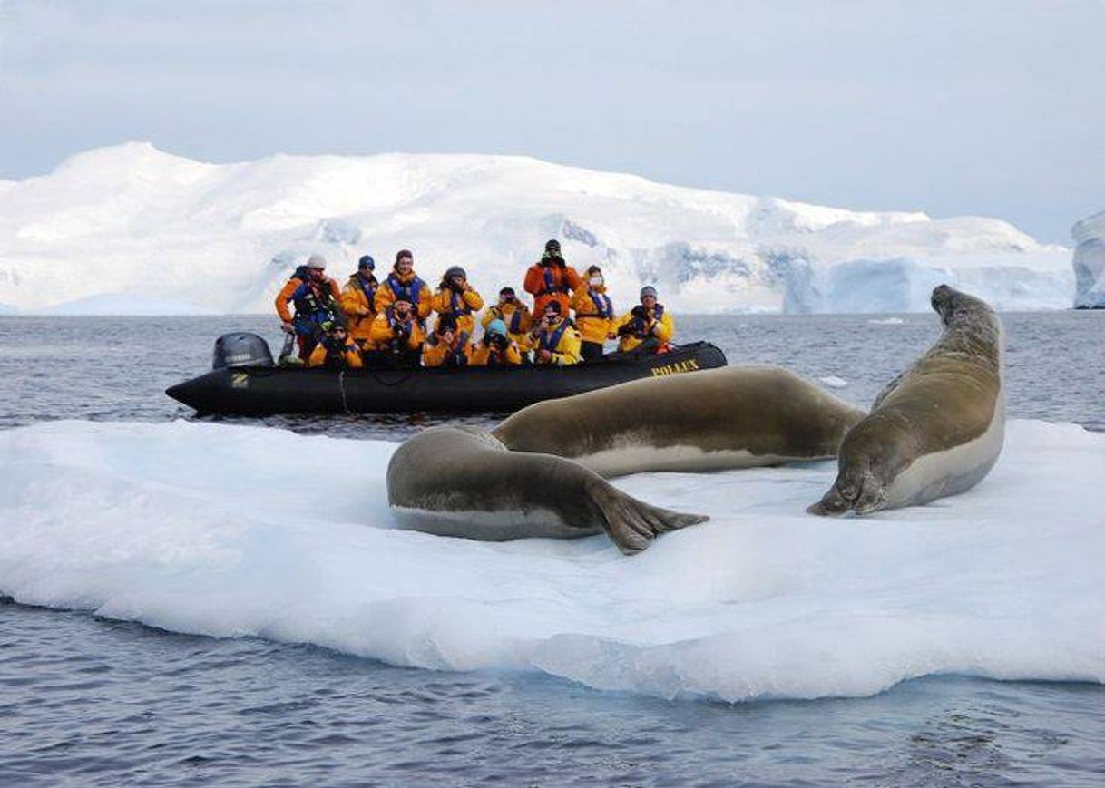 Moda Antártica 