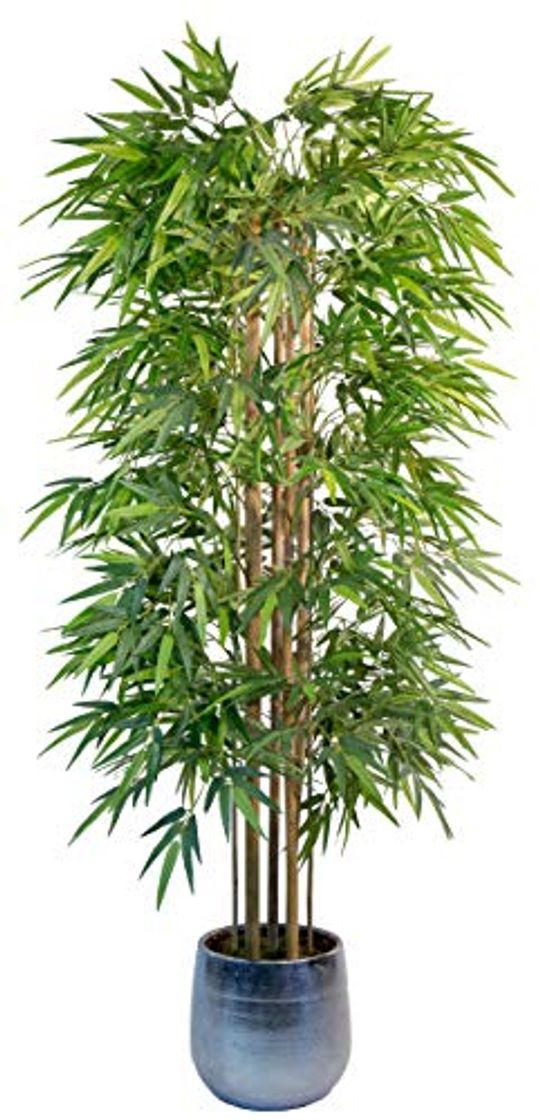 Producto Maia Shop Bambú Cañas Naturales, Ideal para Decoración de Hogar, Árbol, Planta