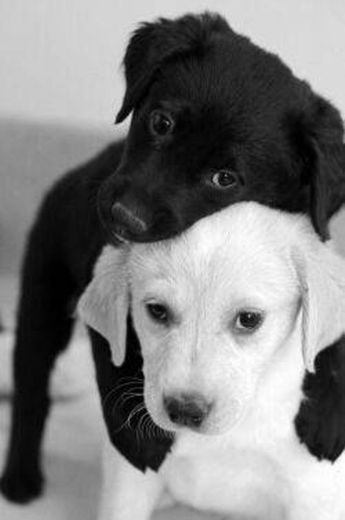 Black white dogs 🤍🖤