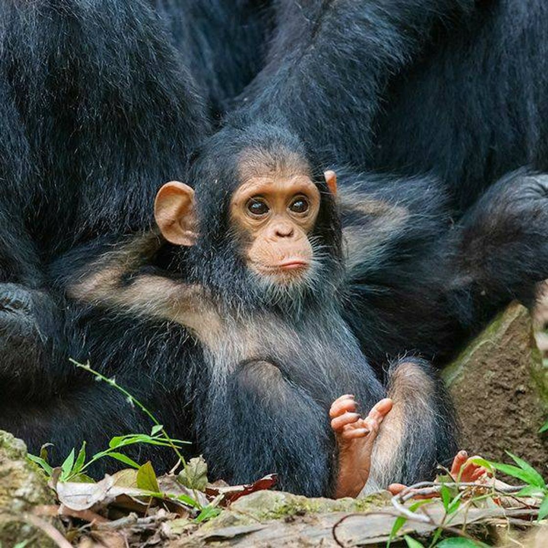 Social Baby Monkey 🐵
