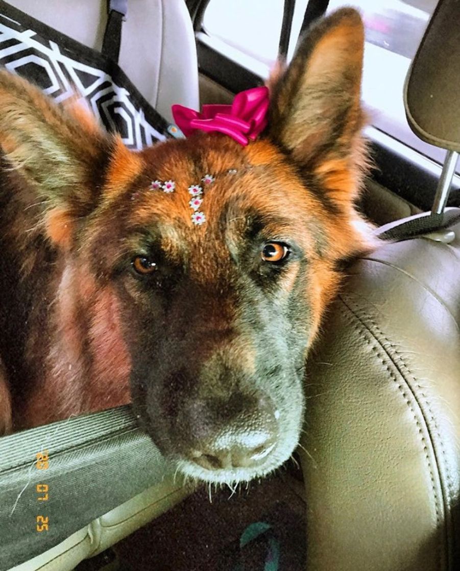 Social Cachorro - Pastor alemão