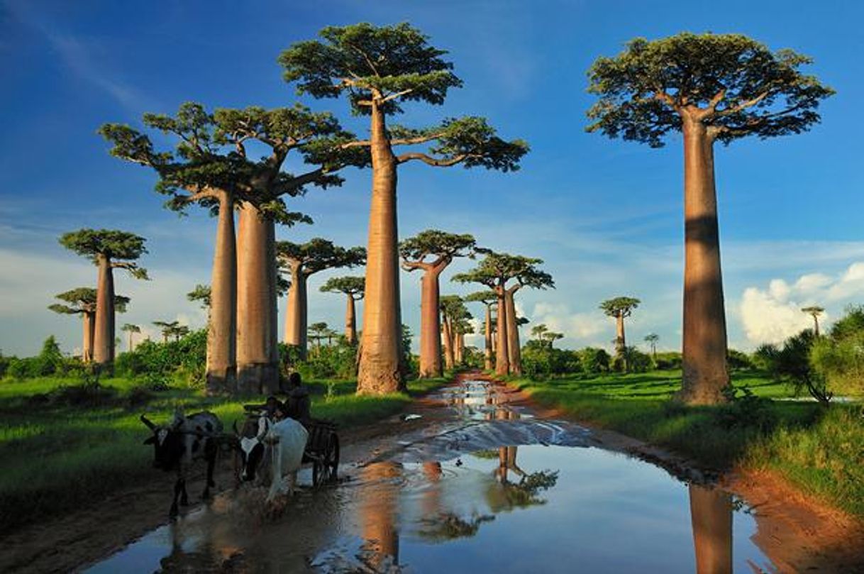 Places Baobabs Land