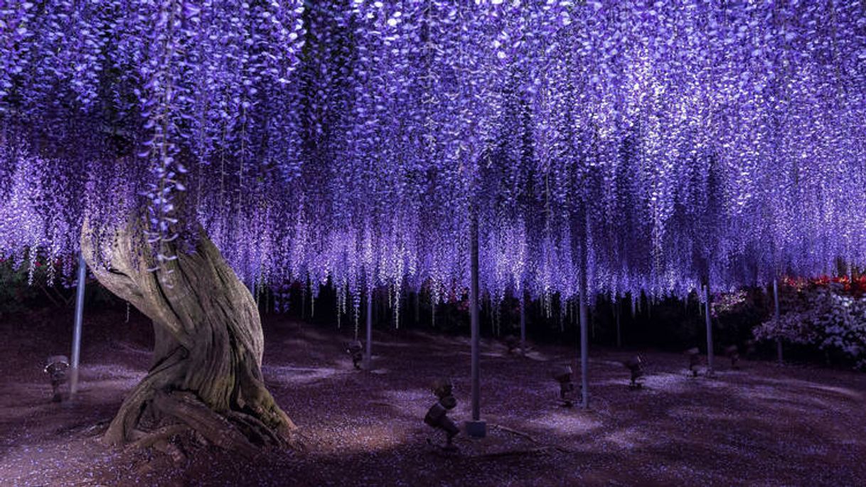 Lugar Ashikaga Flower Park