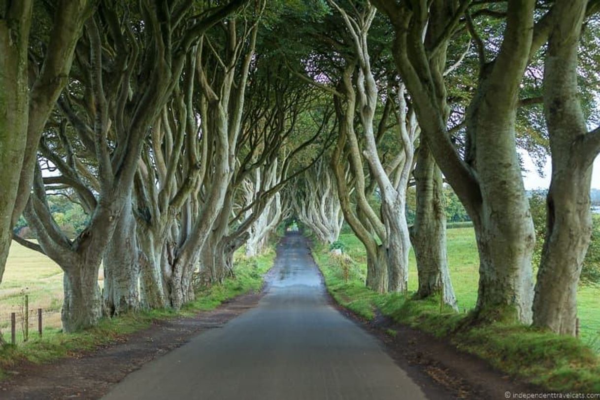 Place The Dark Hedges