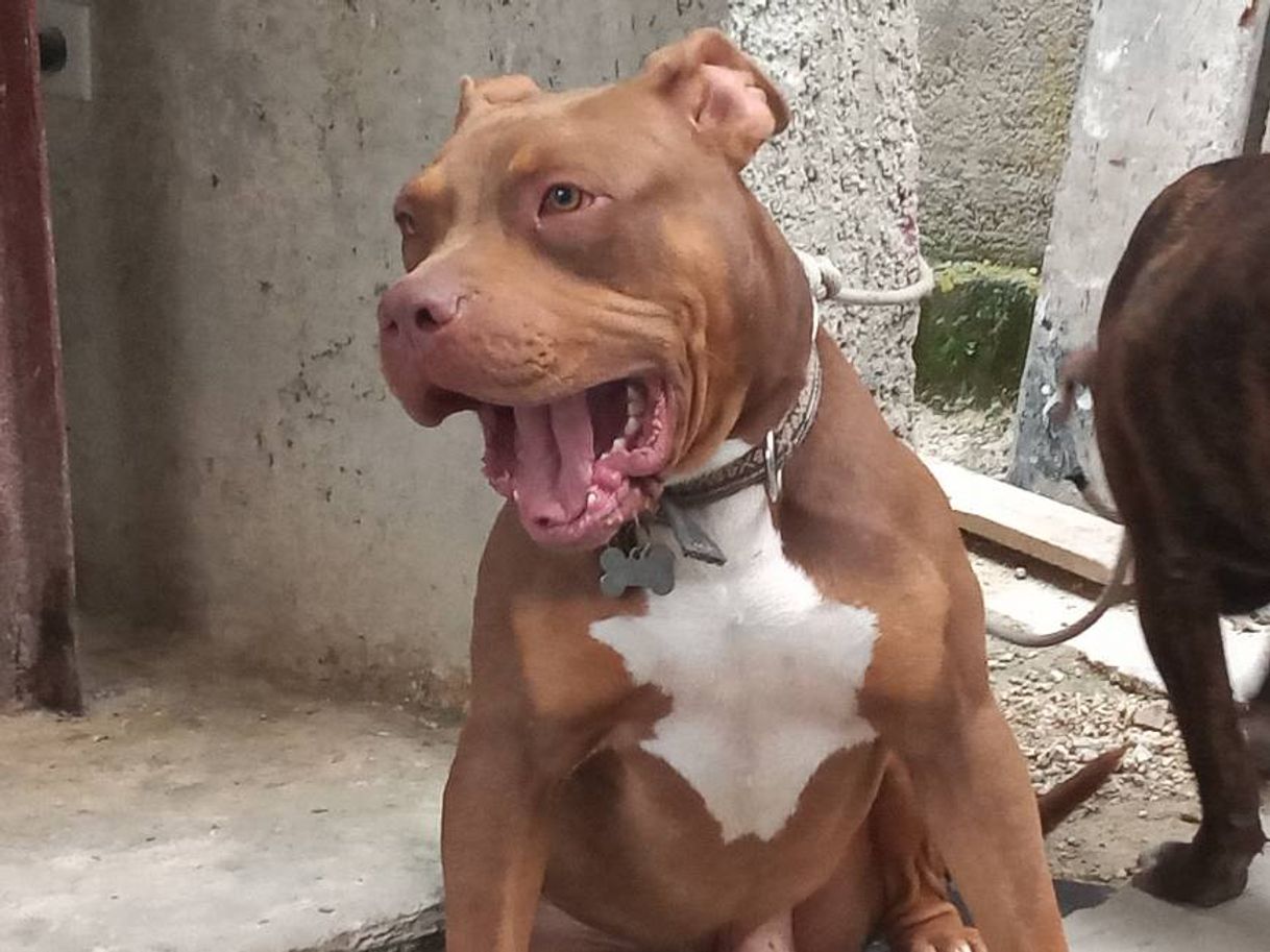 Timber (feat. Ke$ha)