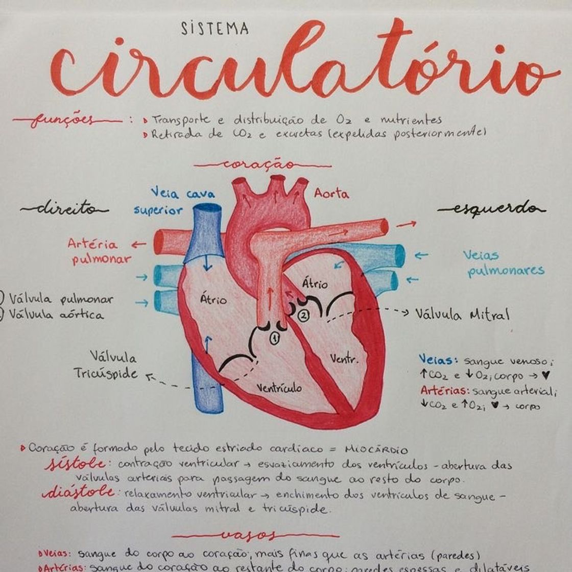 Fashion ❤️ sistema circulatório ❤️