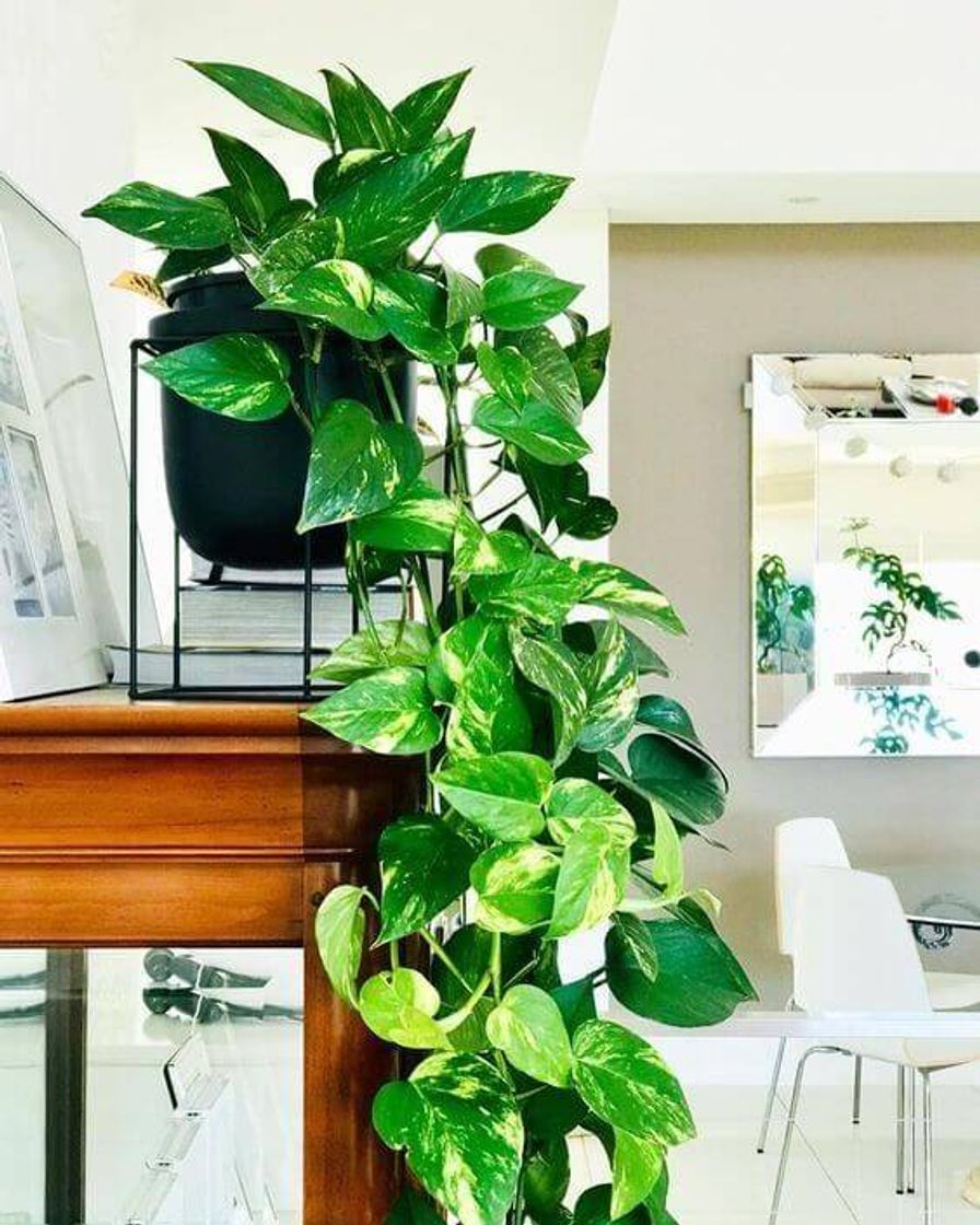 Social Plantinhas