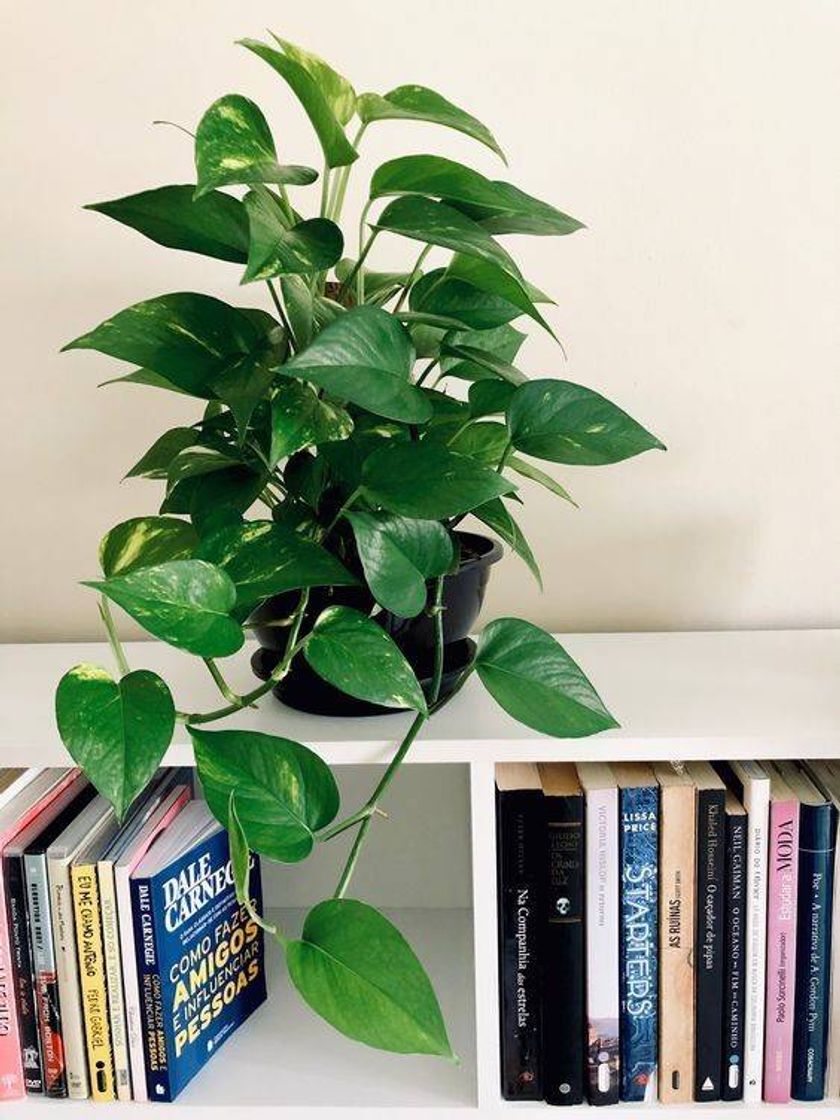 Social Plantinhas 