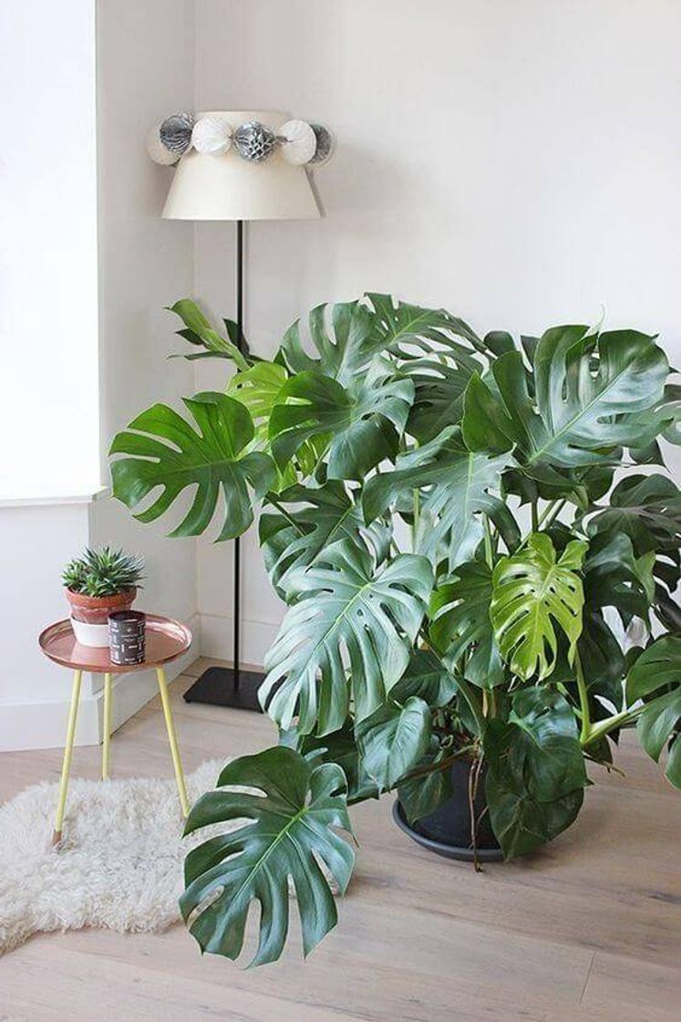 Social Plantinhas 