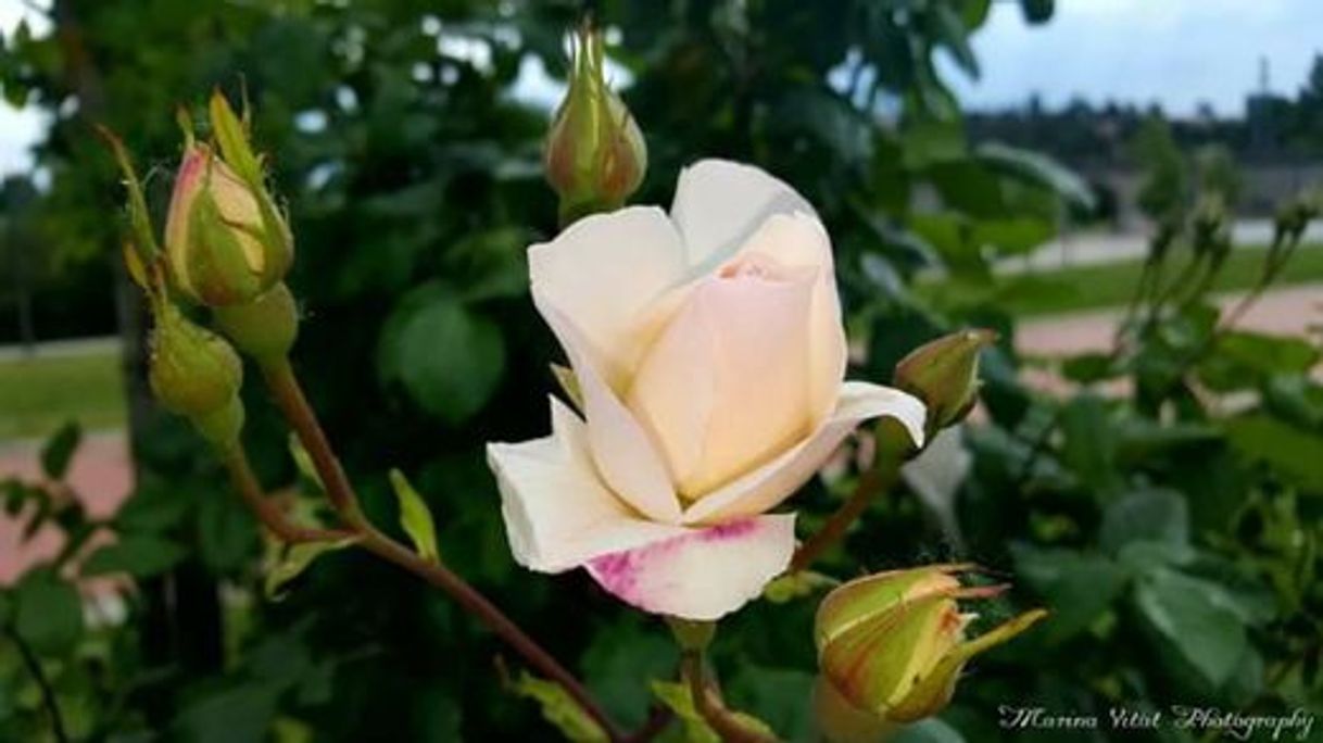 Social Rosa
