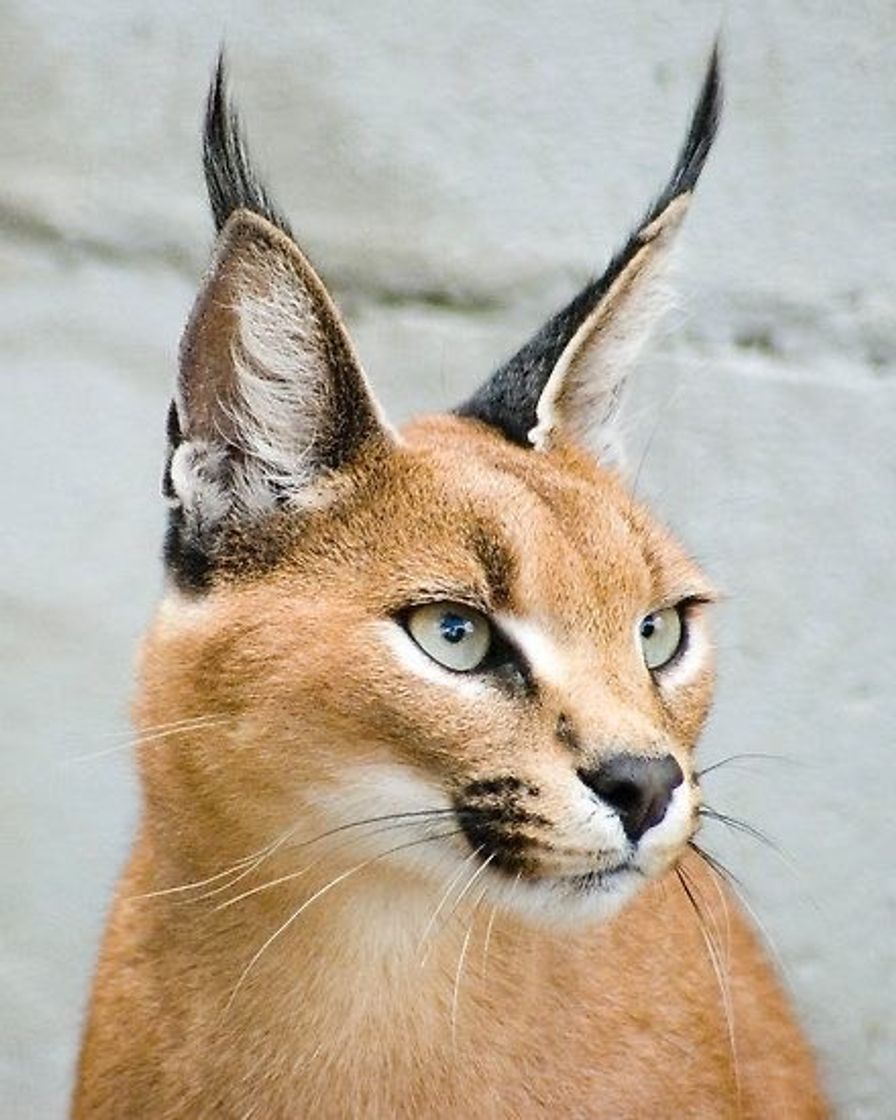 Fashion Caracal Cat 