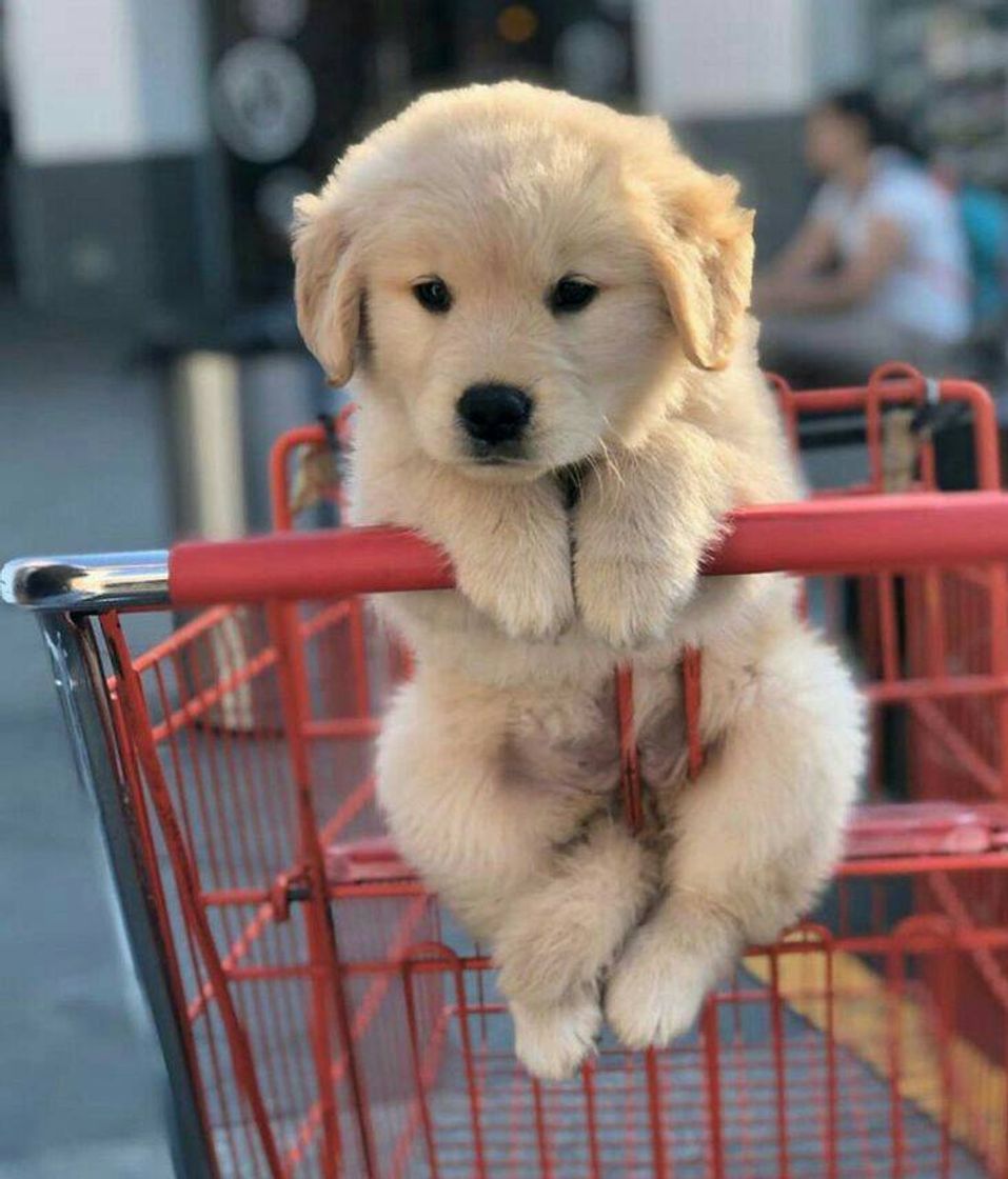 Fashion Cachorro no carrinho do supermercado😁❤