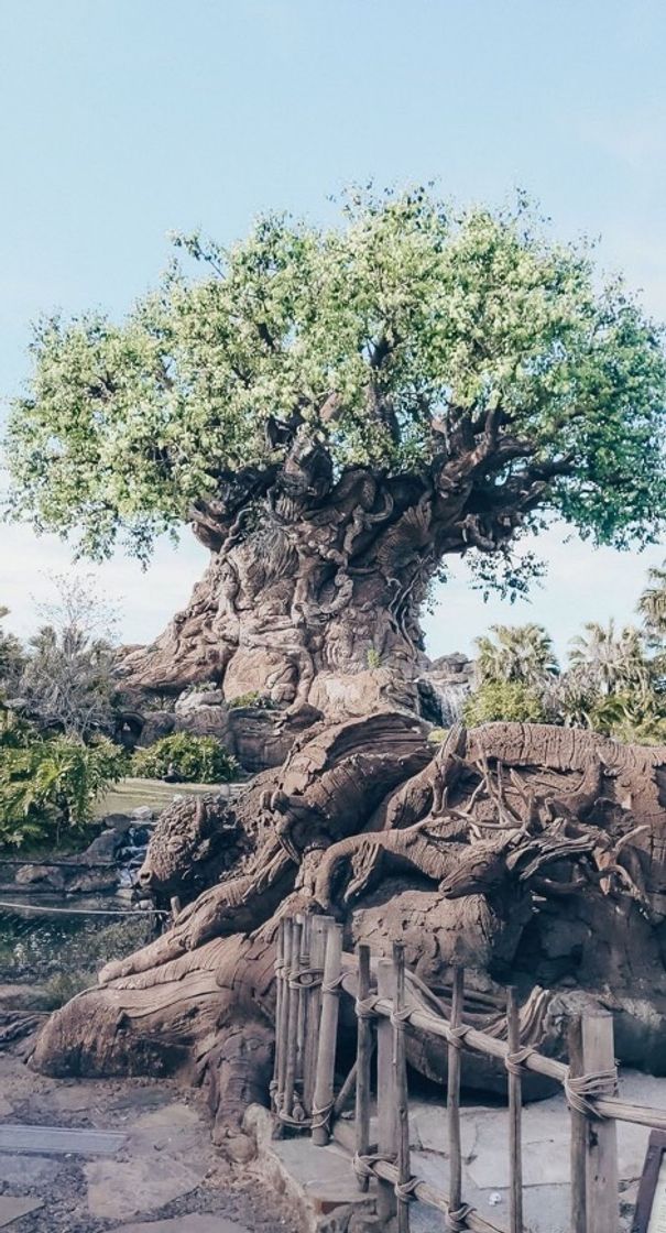 Lugar Animal Kingdom