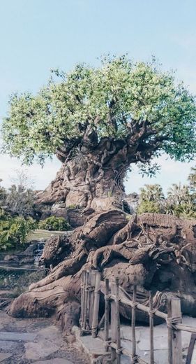 Animal Kingdom