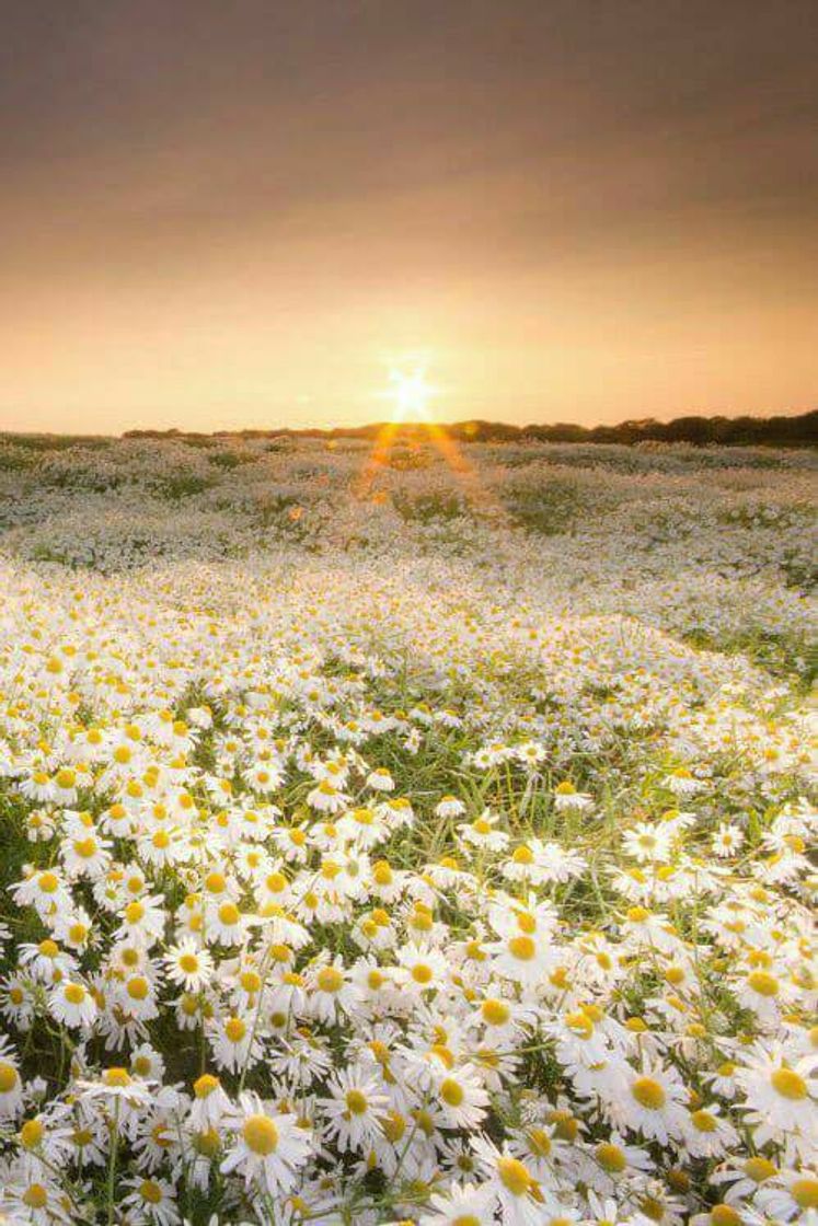 Campos de margaridas🦋