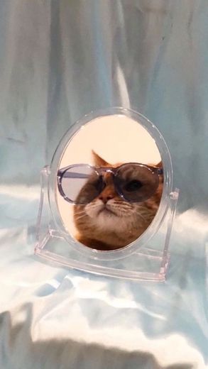 Cat with glasses🐈