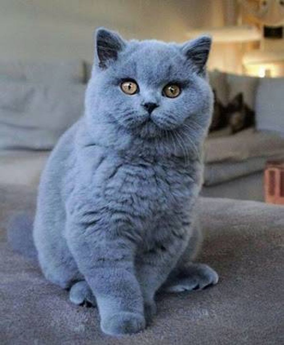 Fashion British Shorthair