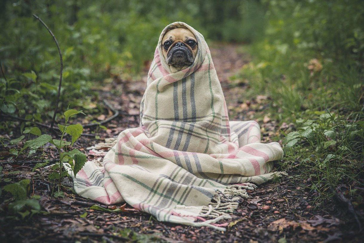Social Pug Cão Animal De Estimação - Foto gratuita no Pixabay