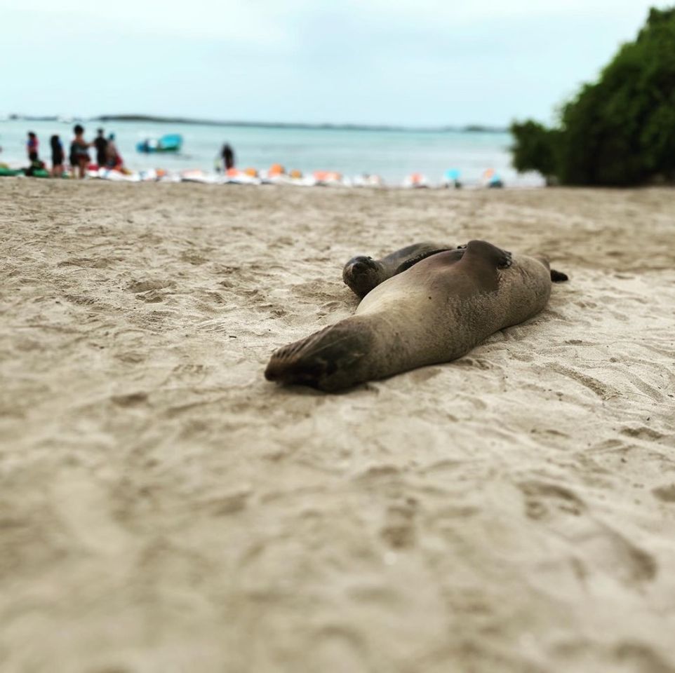 Place Galapagos Islands