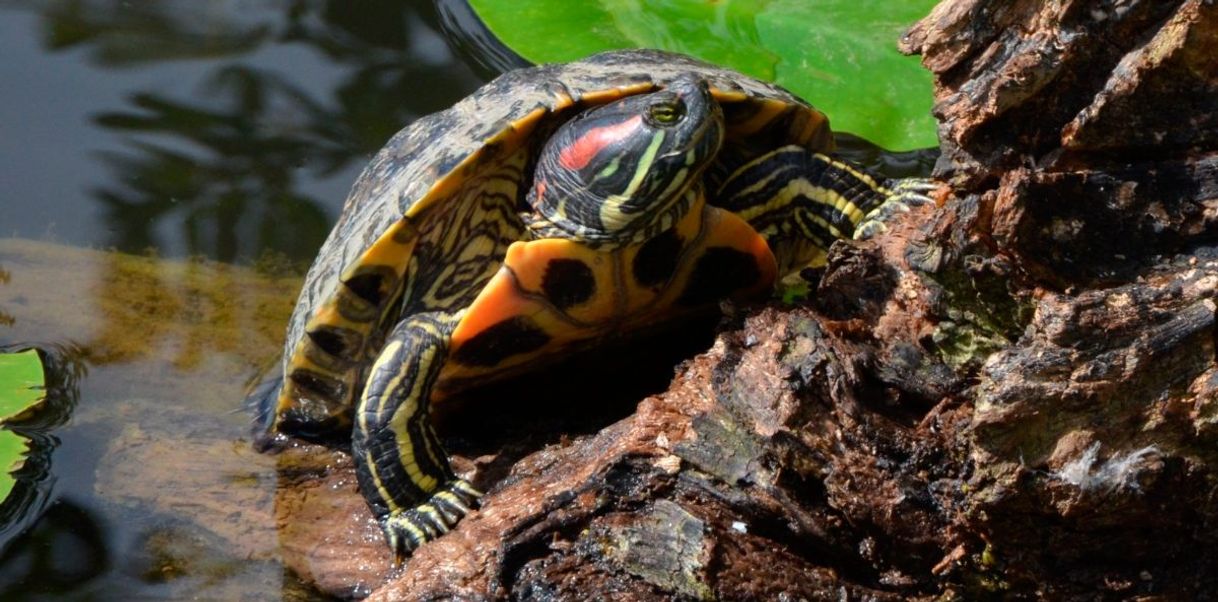 Social Tortugas de Orejas Rojas