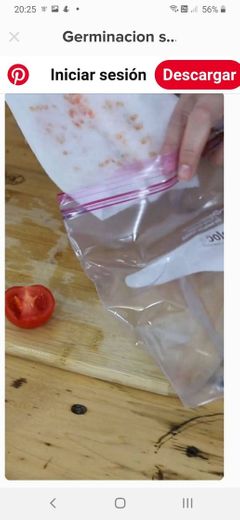 Germinacion semillas de tomate