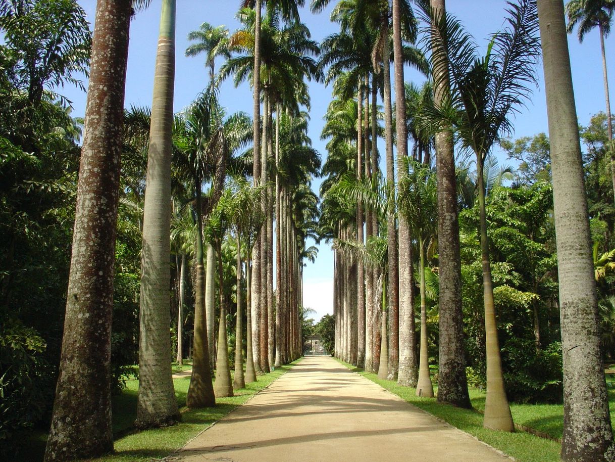 Lugar Jardim Botânico