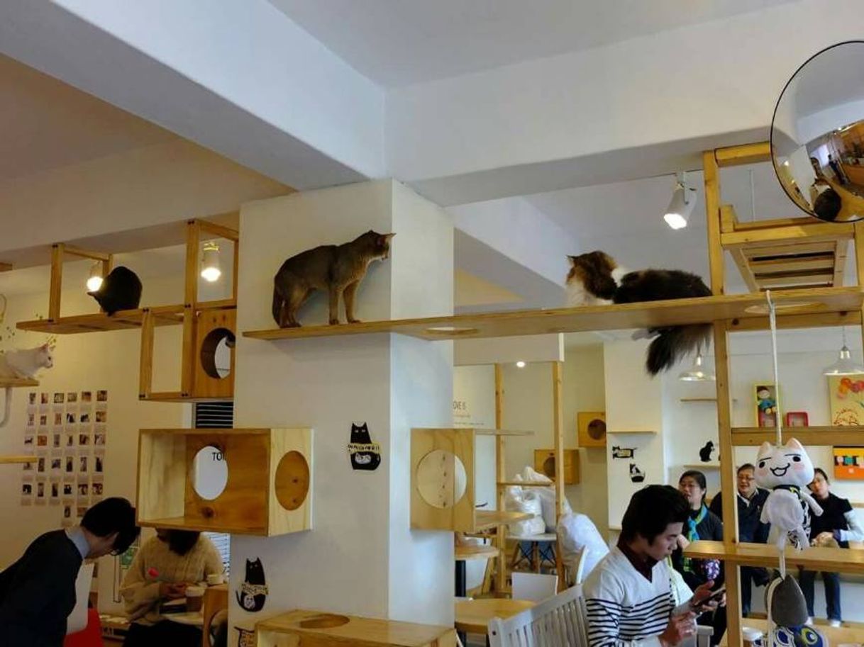 Place Gato café na Coréia 