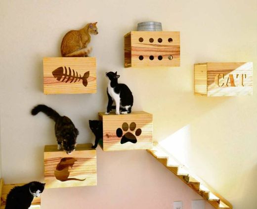 Idéias para montar a casinha do seu Cats