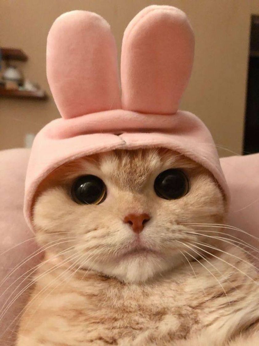 Fashion Bunny kitty