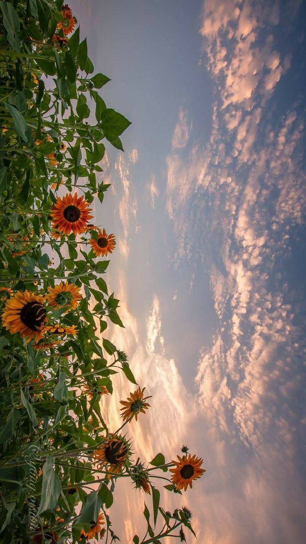 Moda Girasoles en el fondo