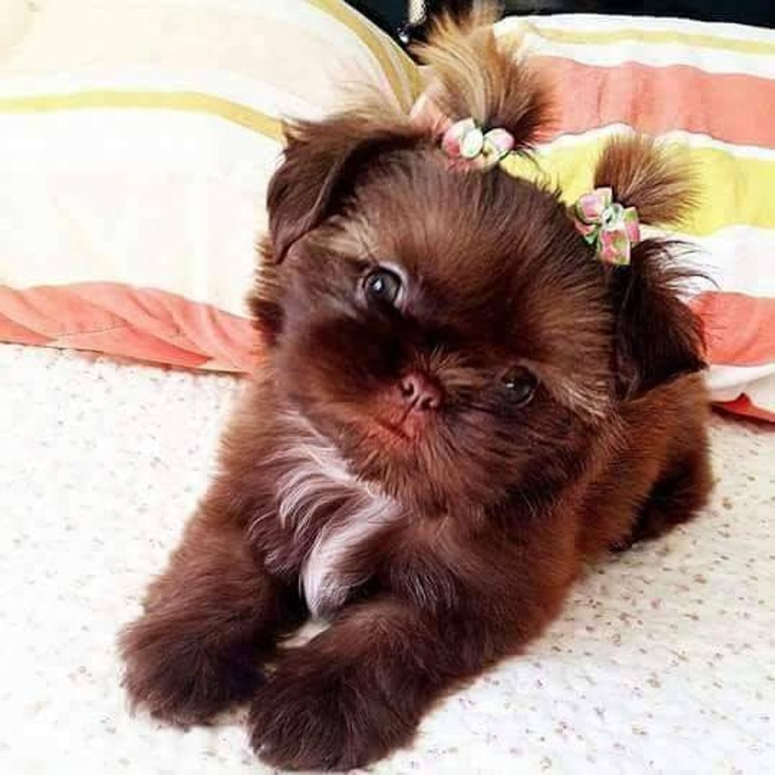 Moda Shih tzu