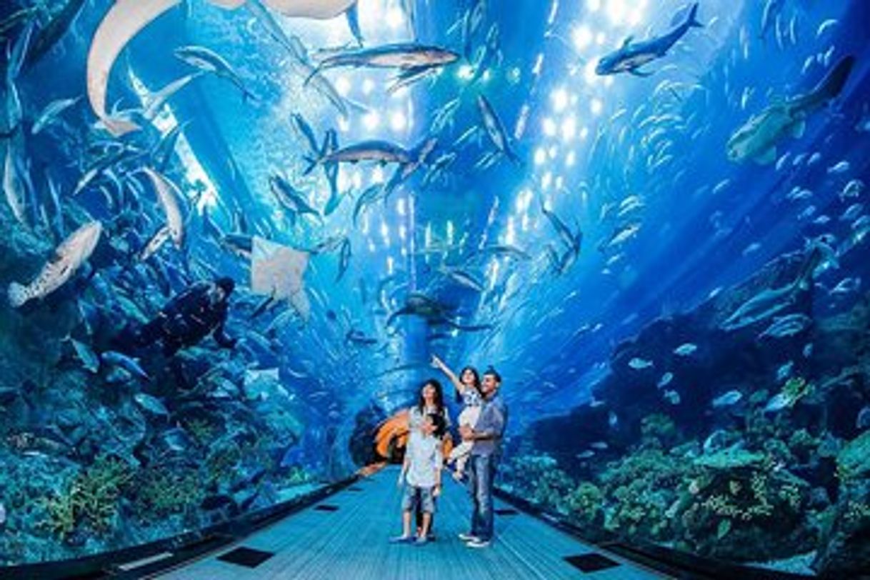 Place Dubai Aquarium & Underwater Zoo