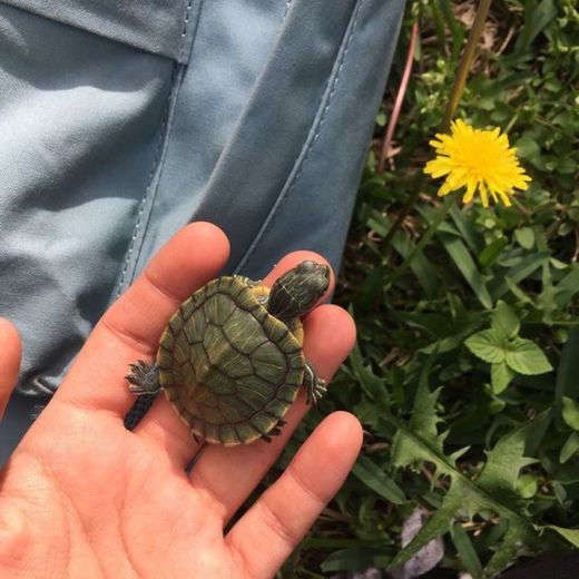 little turtle