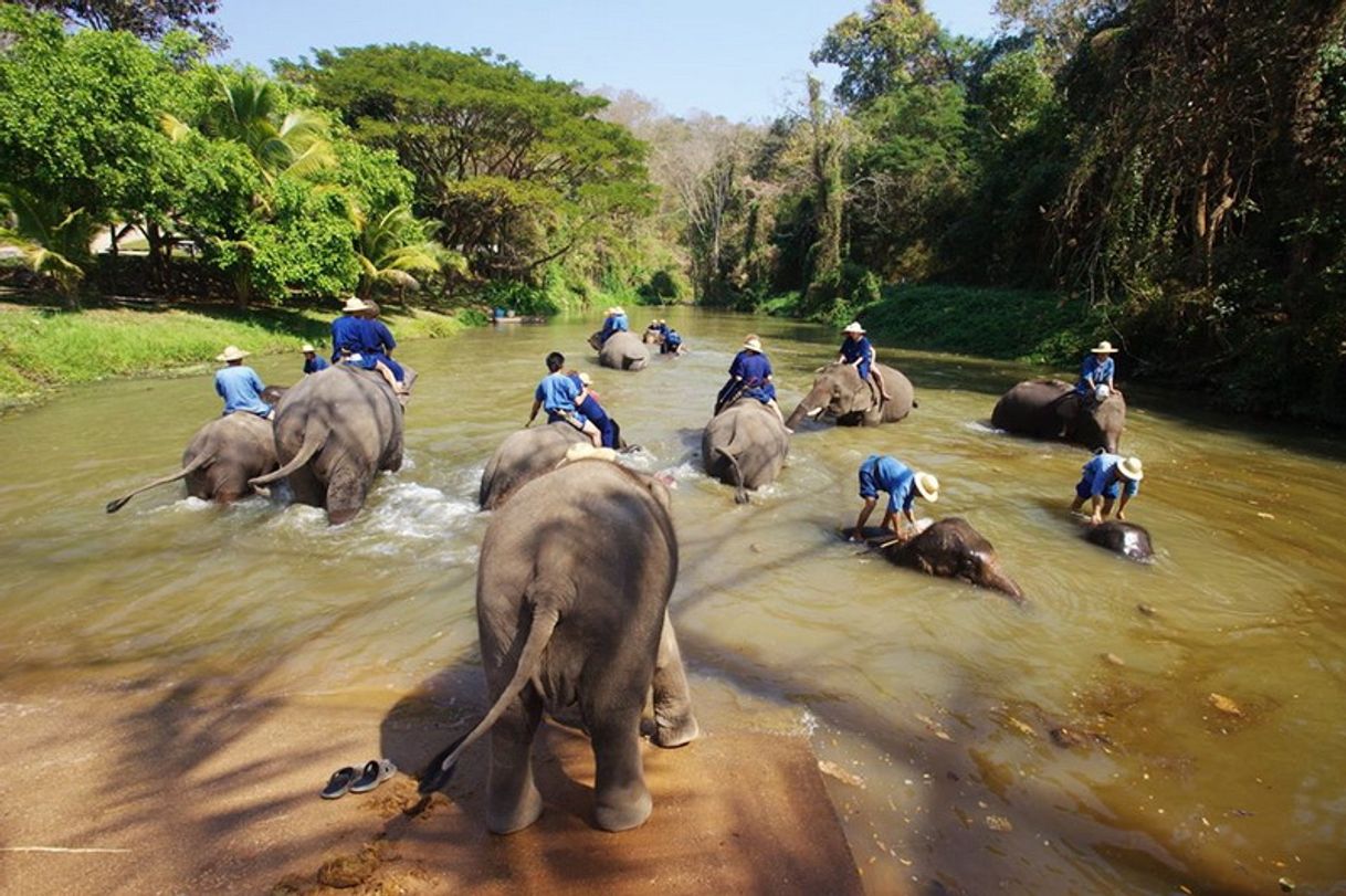 Lugares Thailand Elephant Conservation Center